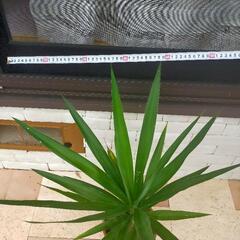 ユッカ青年の木②の画像