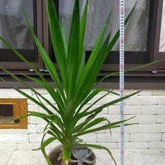 ユッカ青年の木①の画像