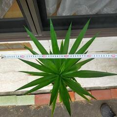 ユッカ青年の木①