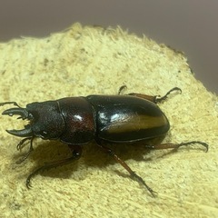 【ペア・トリオ】インクイナトゥスノコギリクワガタ