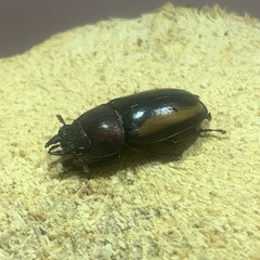 【ペア・トリオ】インクイナトゥスノコギリクワガタの画像