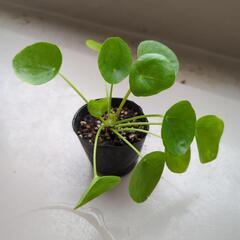 ペペロミオイデス　観葉植物①