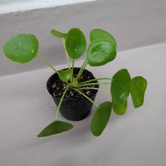 ペペロミオイデス　観葉植物②
