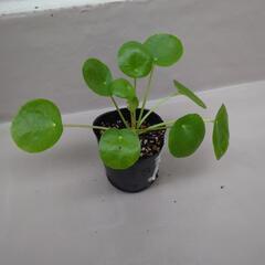 ペペロミオイデス　観葉植物③