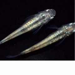 一周光メダカ　幼魚10匹