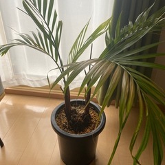 観葉植物 アレカヤシ 7号くらい