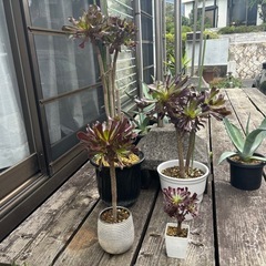 黒法師