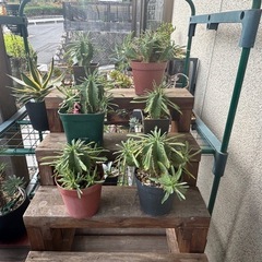 笹蟹丸