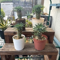 ソテツキリン