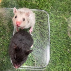 ゴールデンハムスター　アンブロウス系、ブラック