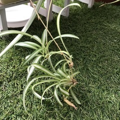 観葉植物　オリヅルラン　赤ちゃん苗　子づる