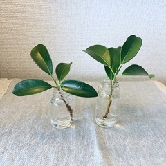 ガジュマル🌱根つき苗