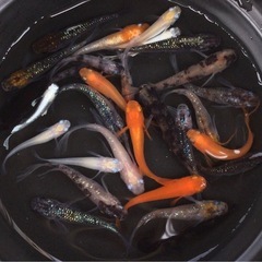 終了⭐️ミックスめだか⭐️20匹＋α  全部　お買い得です！