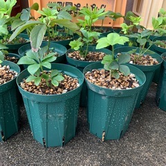 クリスマスローズ　小苗の画像