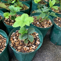 クリスマスローズ　小苗の画像