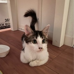 おとなしいおっとりしたキジ白の男の子(お話中です)