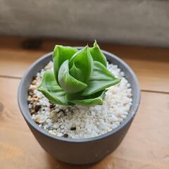 ハオルチア鉢つき