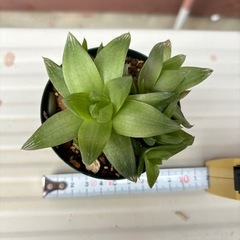 3株入り！ハオルチア
