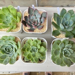 エケベリア6種類セット