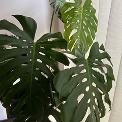 早い者勝ち●モンステラ【観葉植物】サイズ大🌿