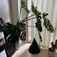 早い者勝ち●モンステラ【観葉植物】サイズ大🌿の画像