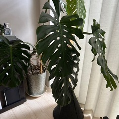 早い者勝ち●モンステラ【観葉植物】サイズ大🌿の画像