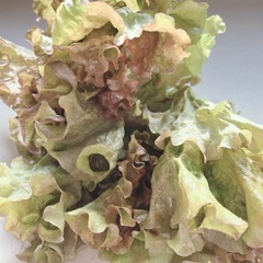 サニーレタス🥬2束(130g)