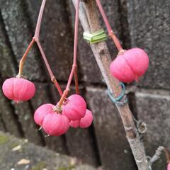 マユミの挿し木苗1.5年生