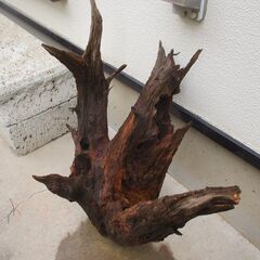 希少   オブジェ  -  長い年月で自然な風貌となりました。の画像