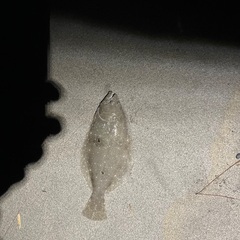 一緒に釣りに行きませんか？