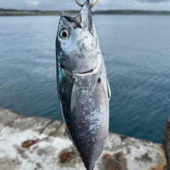 一緒に釣りに行きませんか？ - 友達