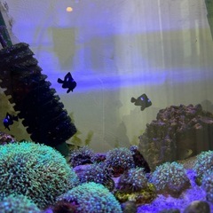 海水魚　
ミツボシクロスズメダイ4匹