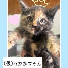 サビ猫の女の子里親様募集中！！