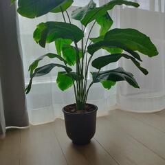 ストレリチアオーガスタ　フェイクグリーン　観葉植物