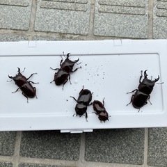 【採取禁止種】ダイトウヒラタクワガタ　沖縄県南大東島産　レアヒラ...