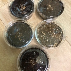 国産オオクワガタ幼虫