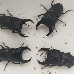 ホペイオオクワガタ　4ペア