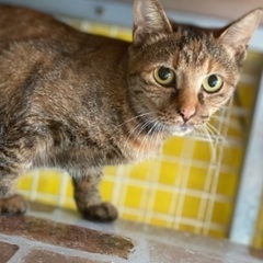 サビ猫の女の子フェリス