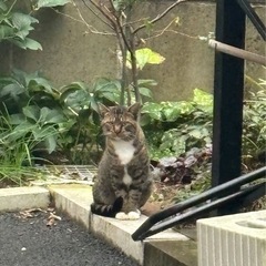 迷い猫のようです