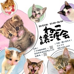 ❣️可愛い子猫、成猫保護猫譲渡会❣️
