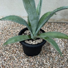 植物、アガベ、リュウゼツラン