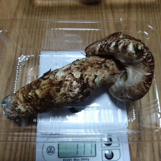 松茸　１７１グラム　１０月２６日採れ