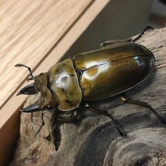 【お値下げ】ババオウゴウオニクワガタ（オス単）
