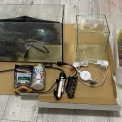 【急募】【11/2または11/3引き渡し可能な方】熱帯魚　ベタ　...