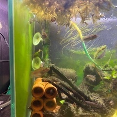 ベタルブラf1 6匹の画像