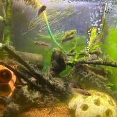 ベタルブラf1 6匹の画像