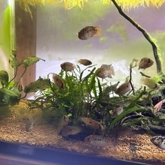 アドケタ　サンガブリエル産f1 6匹の画像