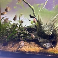 アドケタ　サンガブリエル産f1 6匹の画像