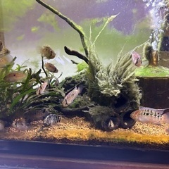 アドケタ　サンガブリエル産f1 6匹の画像