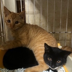 ⚽️🐈‍⬛茶トラ仔猫🐈‍⬛⚽️